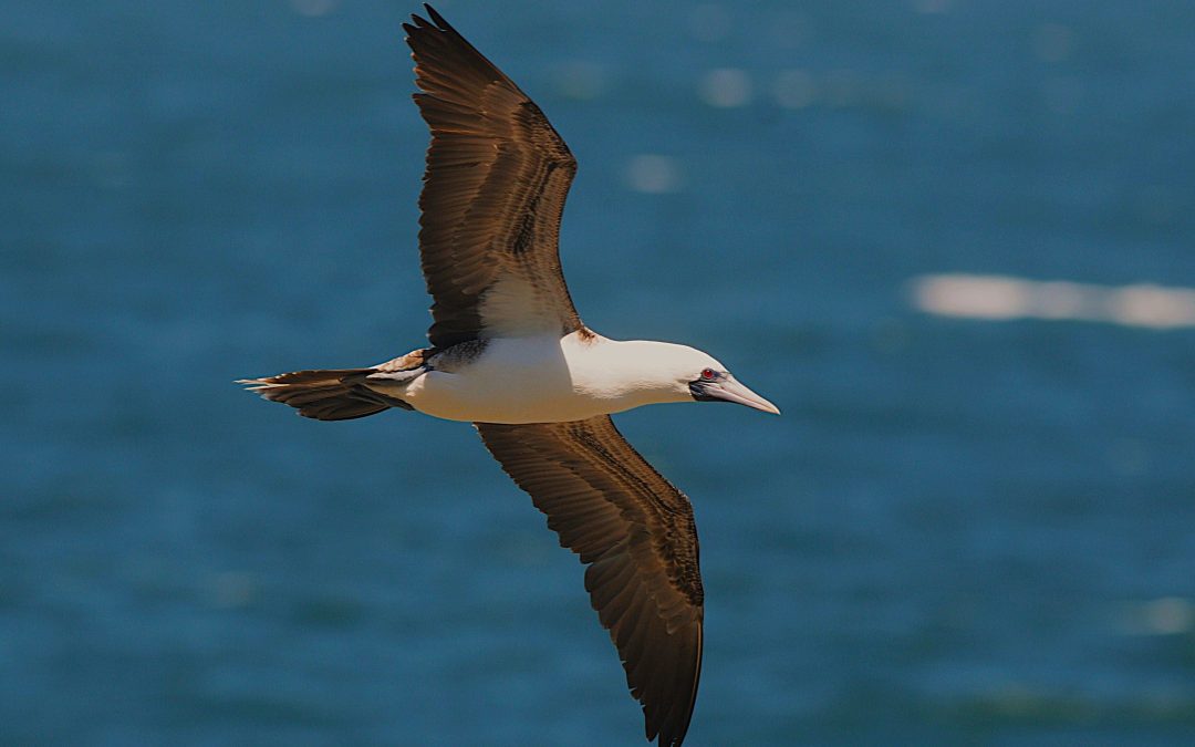 Piquero | Peruvian Booby | Sula variegata