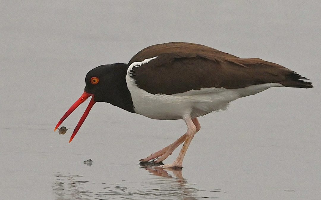 Pilpilén | American Oystercatcher | Haematopus palliatus