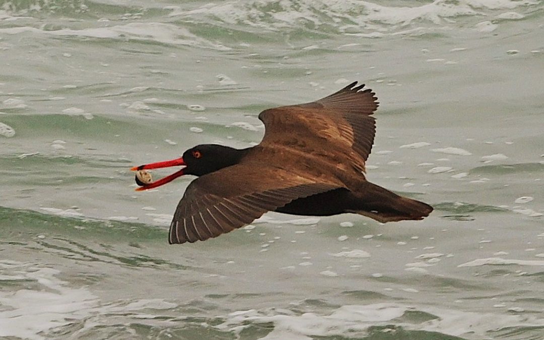 Pilpilén negro | Blackish Oystercatcher | Haematopus ater