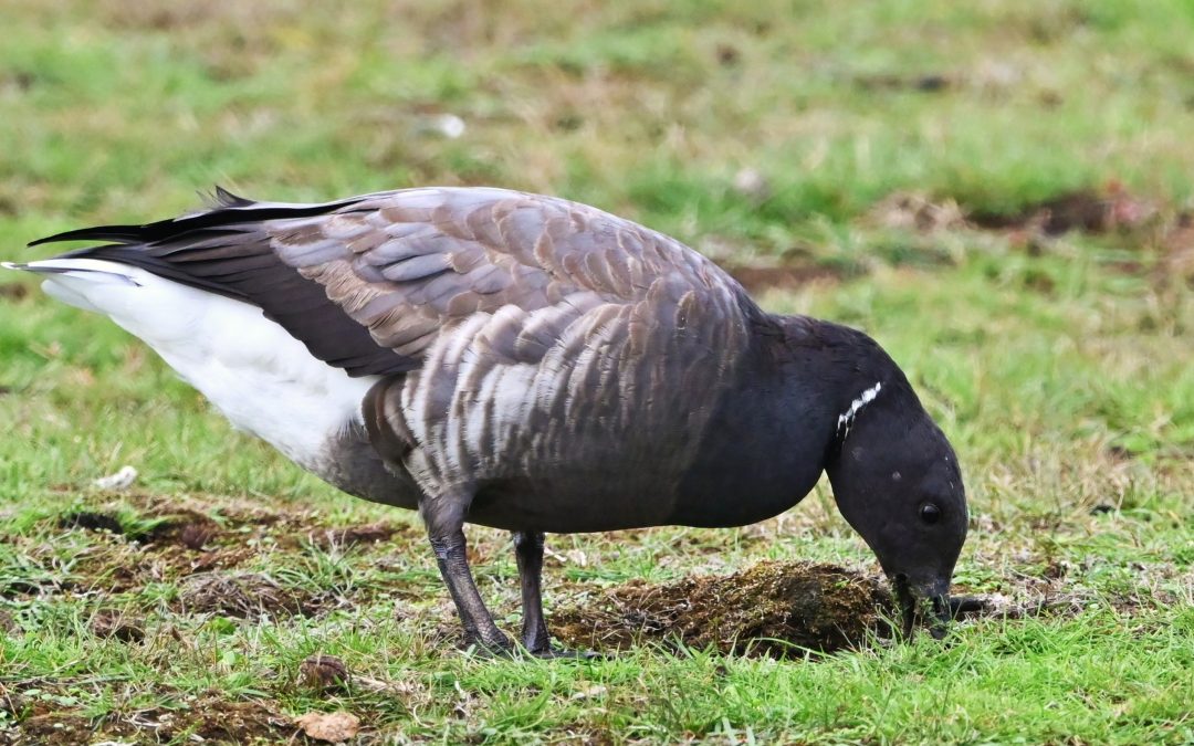 Prutgås | Brent Goose | Branta bernicla