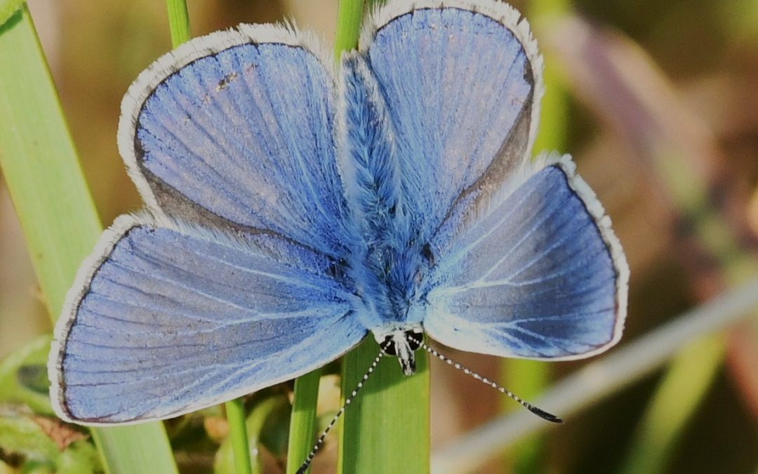 Puktörneblåvinge | Polyommatus icarus