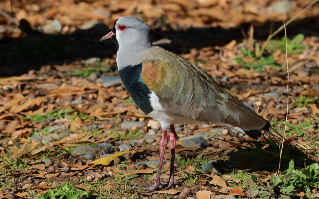 Queltehue | Southern Lapwing | Vanellus chilensis