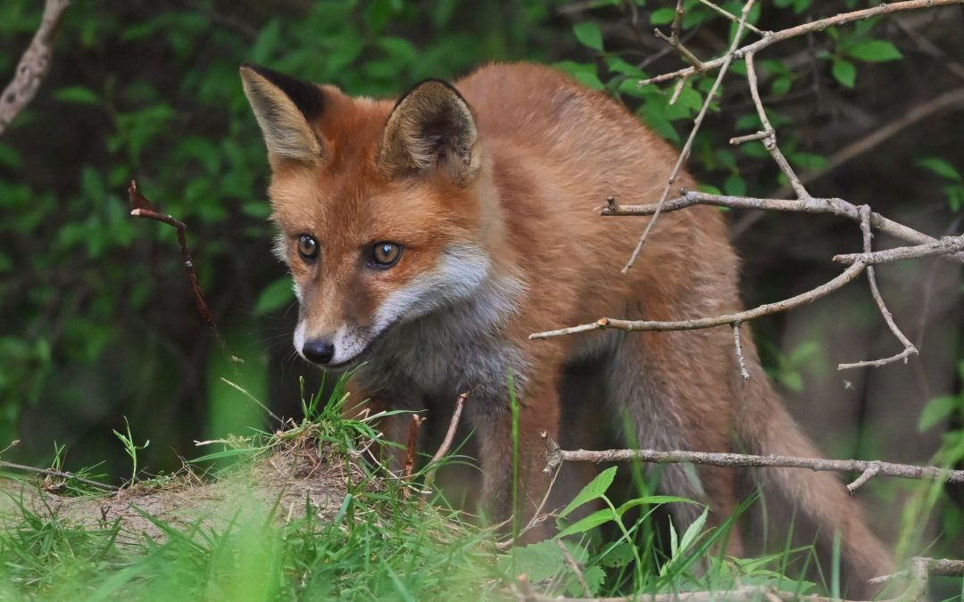 Rödräv | Vulpes vulpes