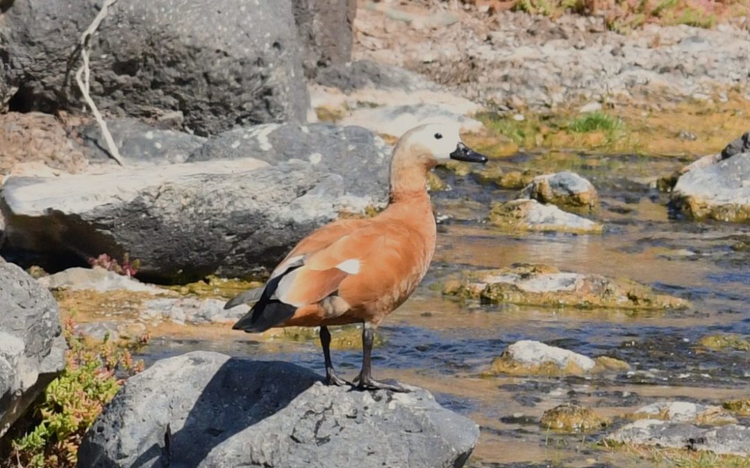 Rostand | Ruddy Shelduck | Tadorna ferruginea