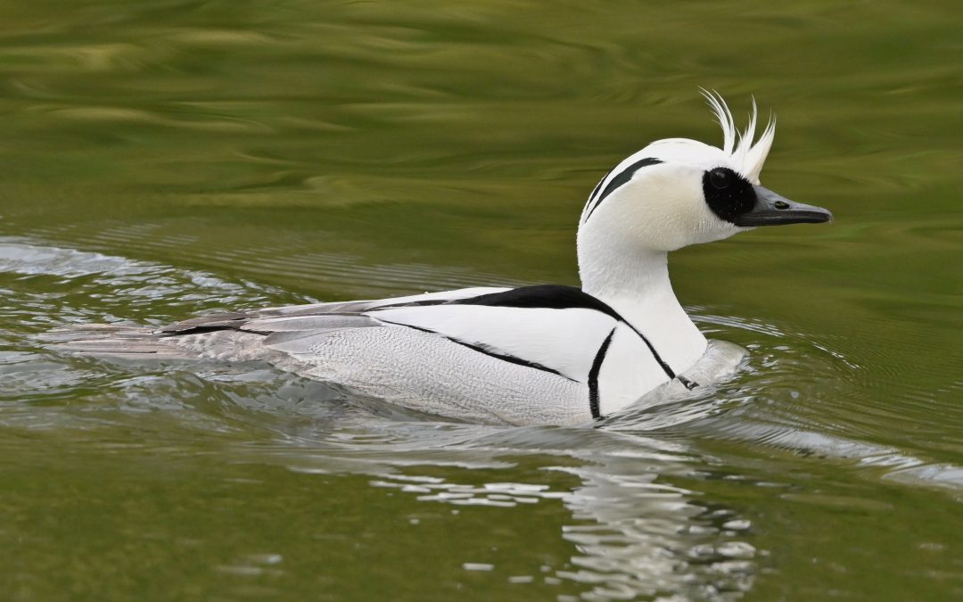 Salskrake | Smew | Mergellus albellus