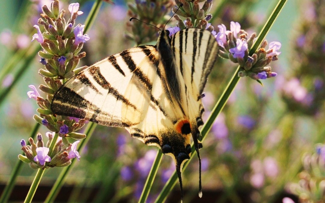 Segelfjäril | Iphiclides podalirius