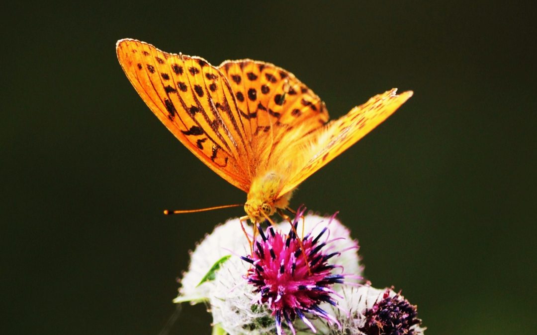 Silverstreckad Pärlemorfjäril | Argynnis paphia