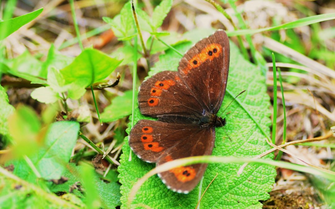 Skogsgräsfjäril | Erebia ligea