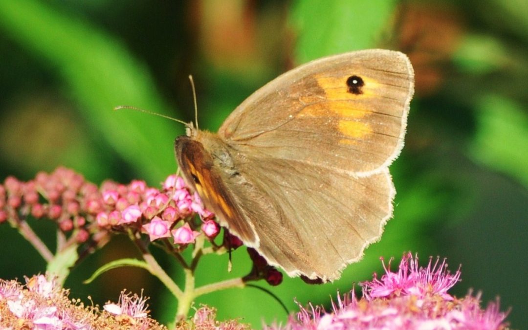 Slåttergräsfjäril | Meadow brown | Maniola jurtina