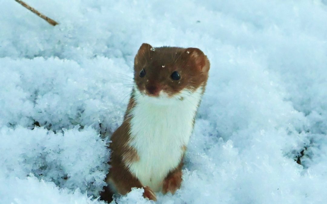 Småvessla | Mustela nivalis