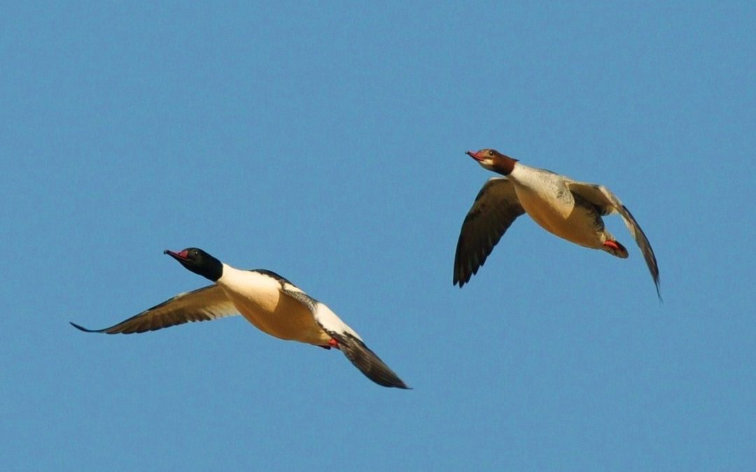 Storskrake | Goosander | Mergus merganser