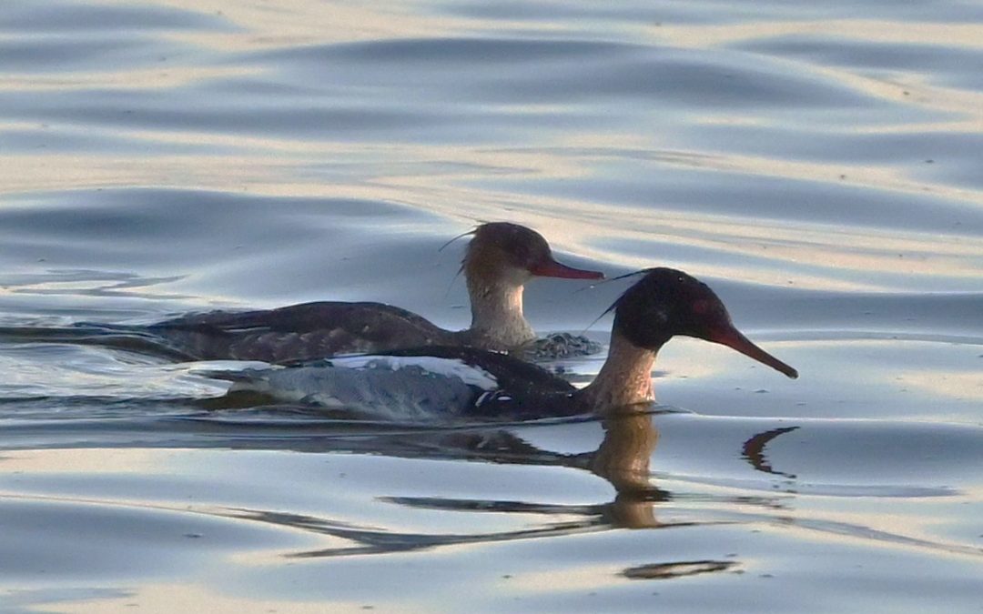 Småskrake | Red-breasted Merganser | Mergus serrator