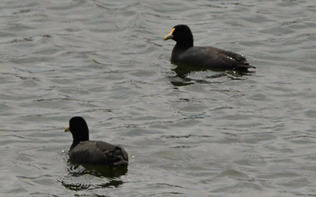 Tagua chica | White-winged Coot | Fulica leucoptera