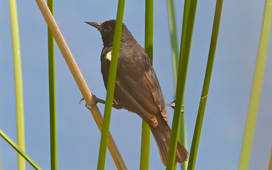 Trile | Yellow-winged Blackbird | Agelasticus thilius