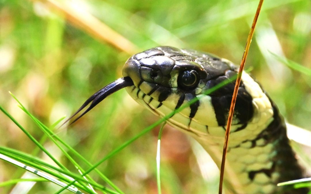 Vattensnok | Natrix natrix