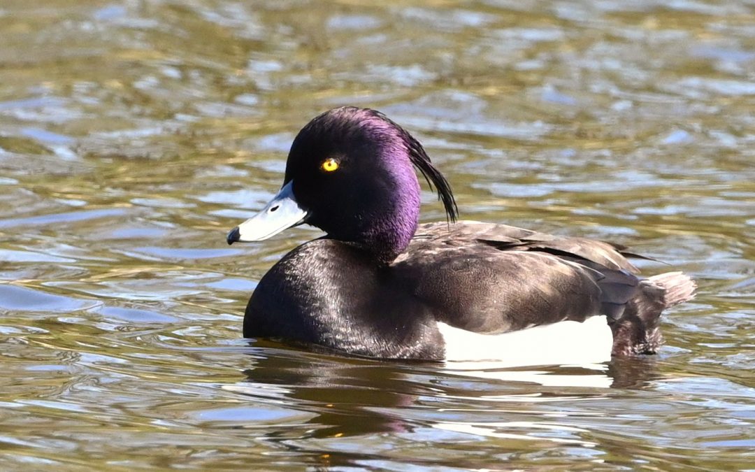 Vigg | Tufted Duck | Aythya fuligula