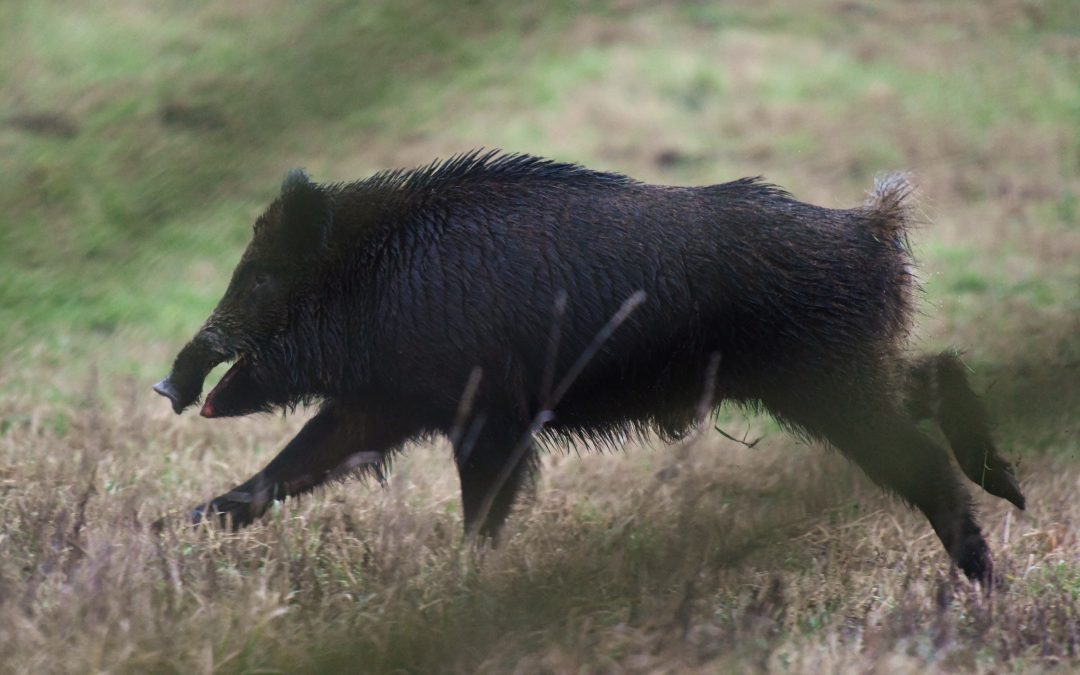 Vildsvin | Sus scrofa
