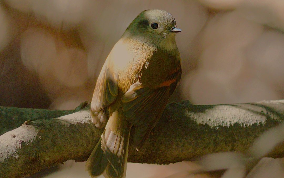 Viudita (Peutrén) | Patagonian Tyrant | Coloramphus parvirostris