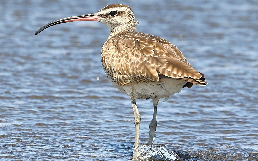 Zarapito (Perdiz de Mar) | Whimbrel (Hudsonian Whimbrel) | Numenius phaeopus hudsonicus