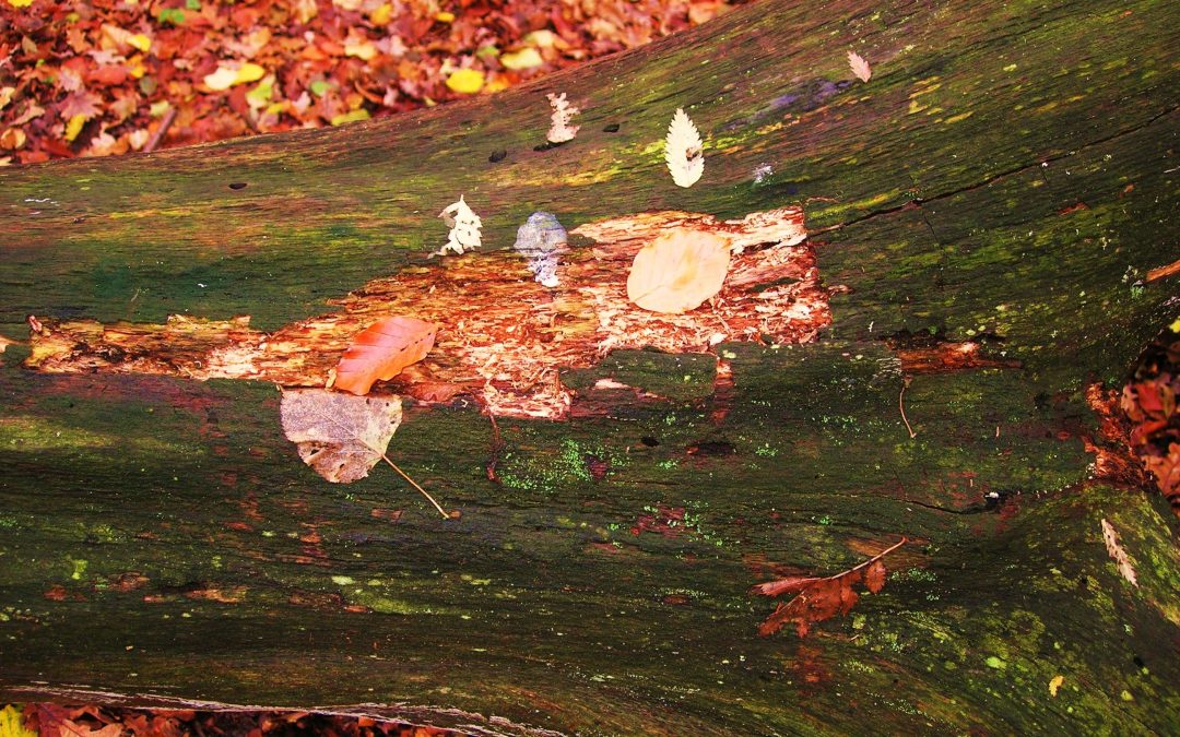 Prästaskogens Naturreservat
