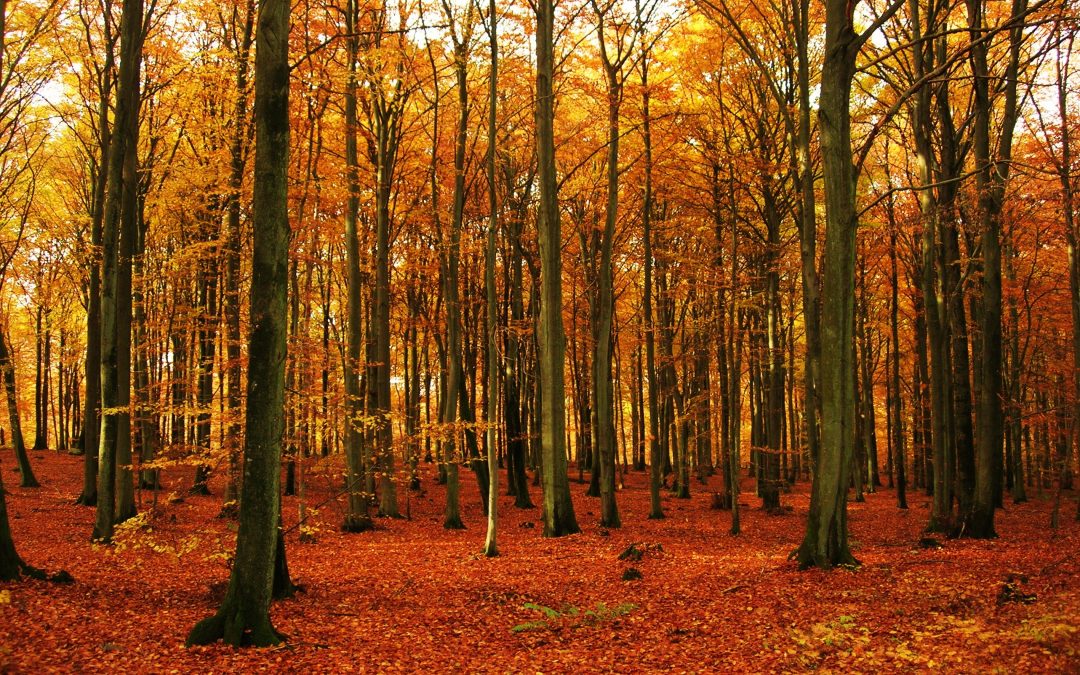 Prästaskogens Naturreservat