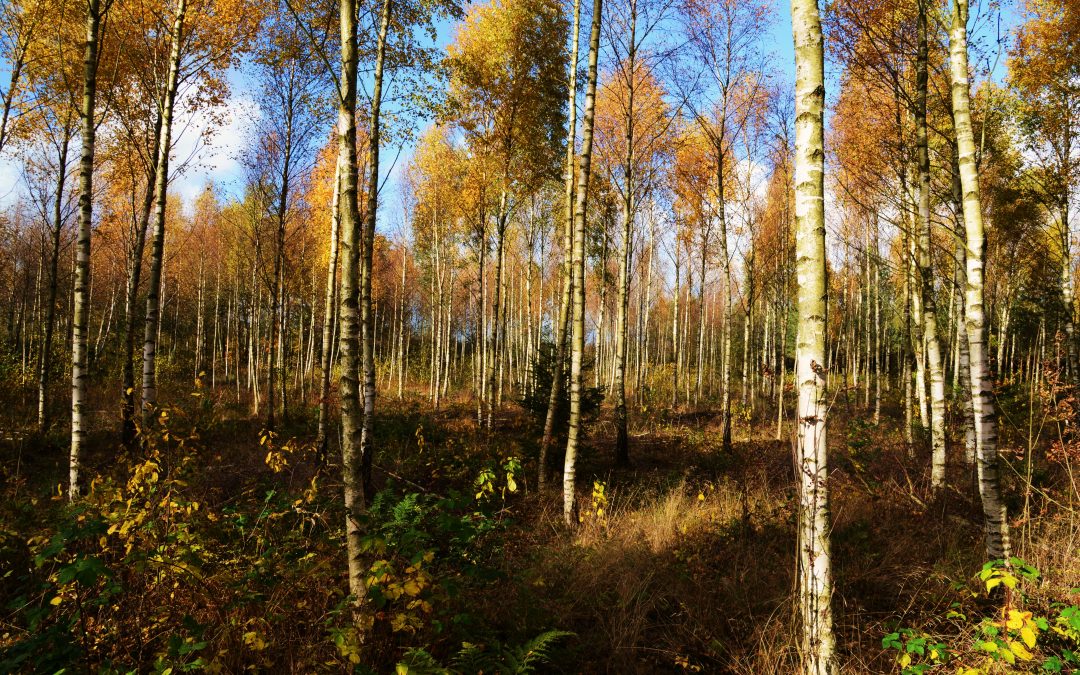 Stensoffa, Krankesjön