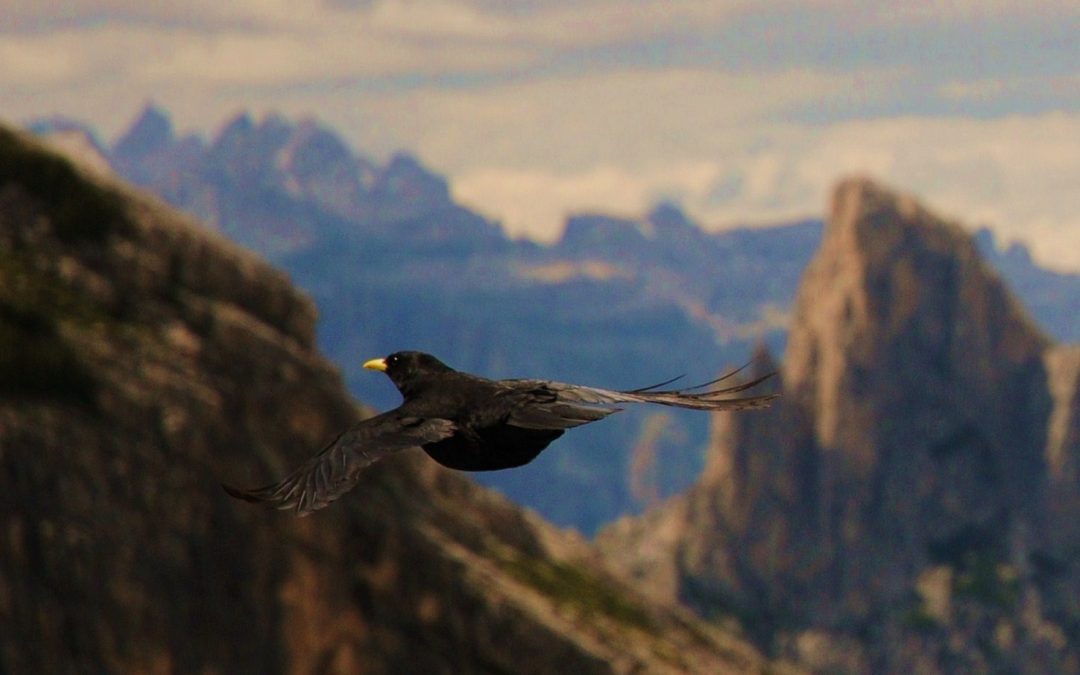 Alpkaja | Alpine Chough | Pyrrhocorax graculus