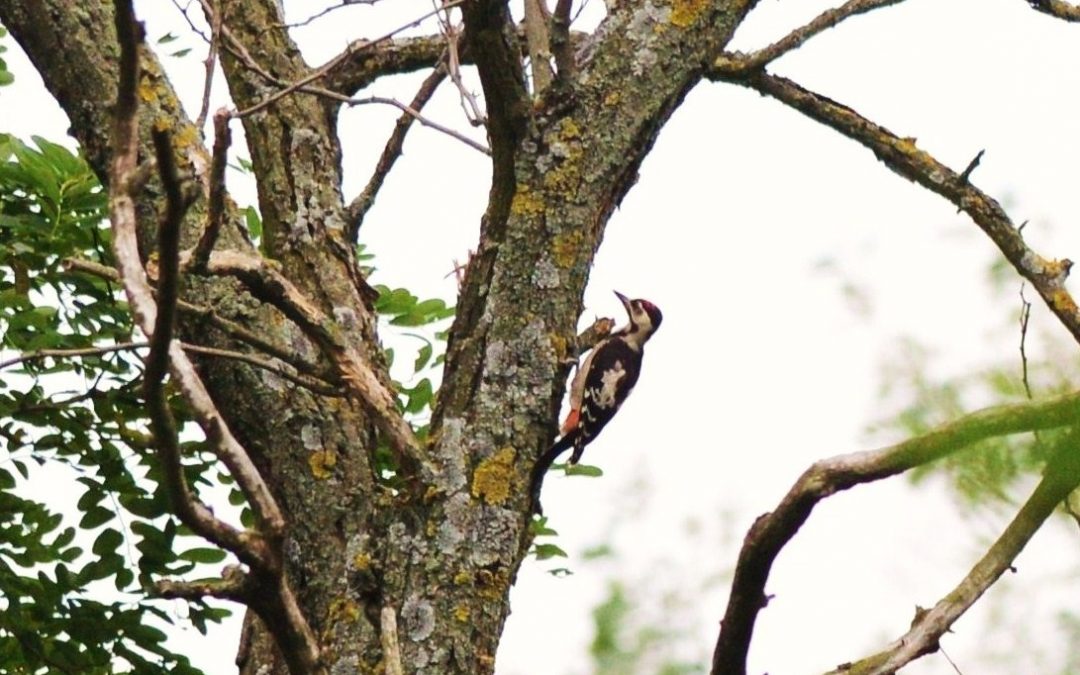 Balkanspett | Syrian Woodpecker | Dendrocopos syriacus