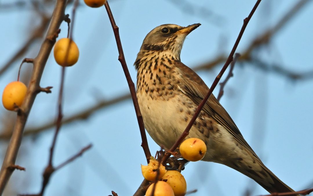 Björktrast | Fieldfare | Turdus pilaris