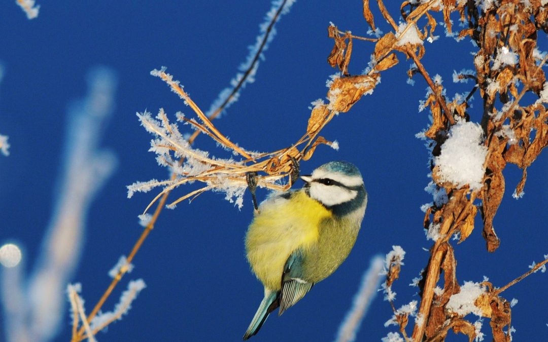 Blåmes | European Blue Tit | Cyanistes caeruleus