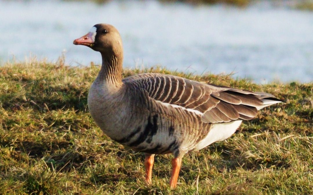 Bläsgås | Greater White-fronted Goose | Anser Albifrons