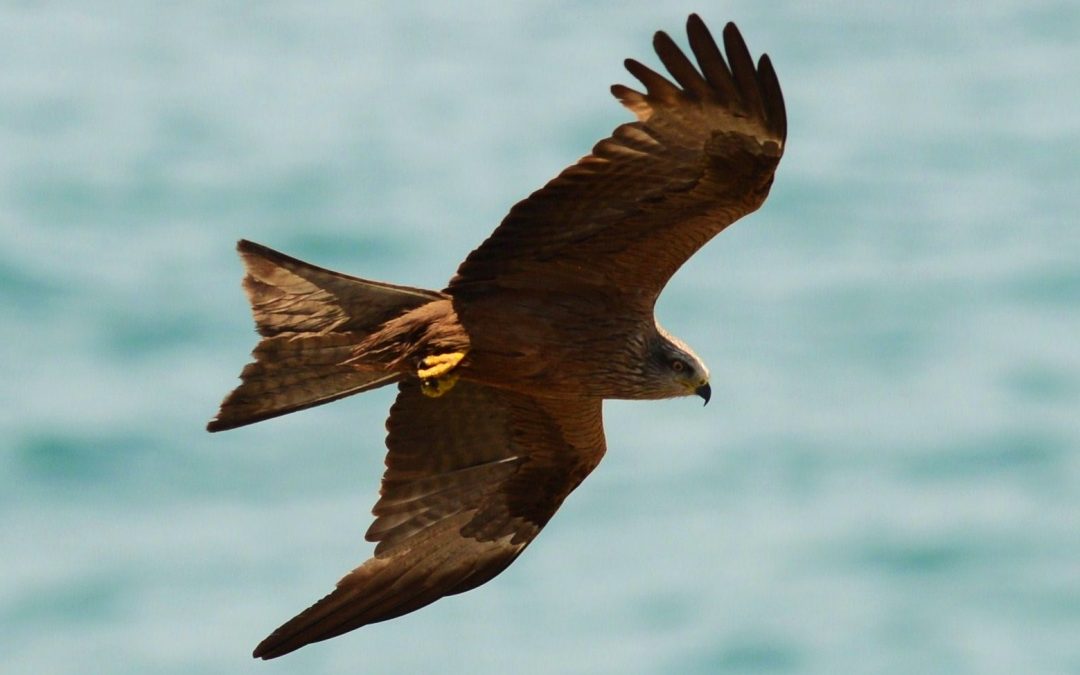 Brun glada | Black Kite | Milvus migrans