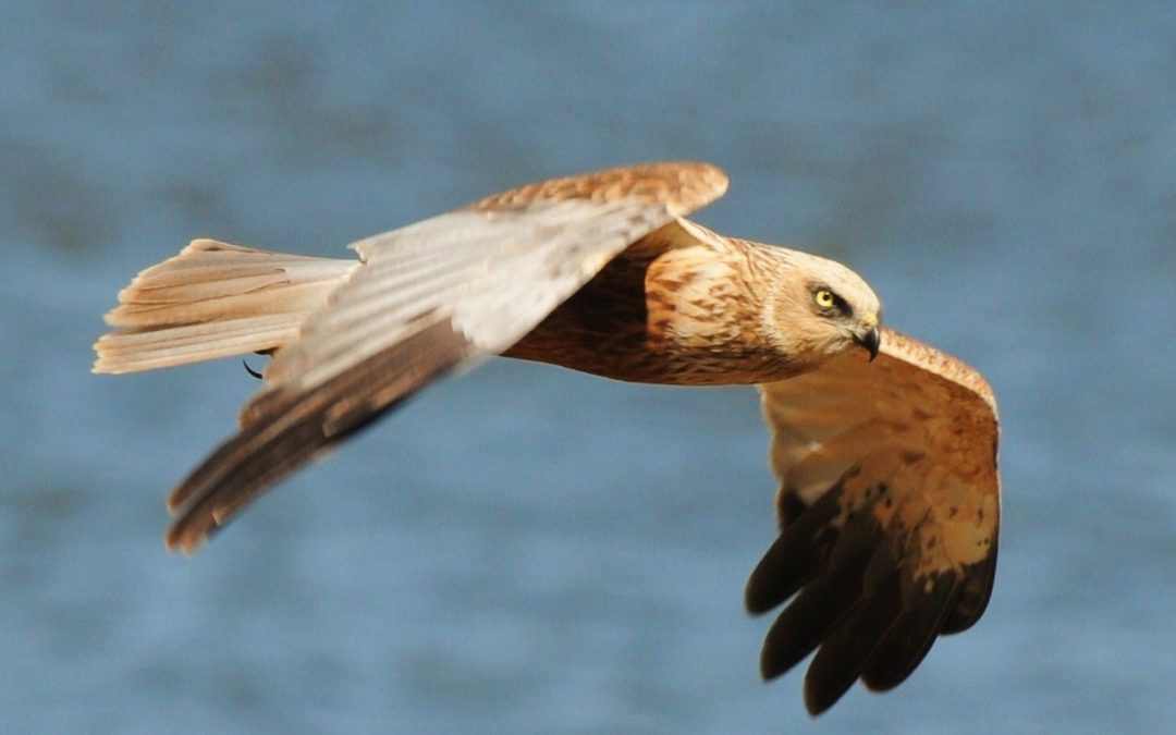 Brun kärrhök | Western Marsh Harrier | Circus aeruginosus