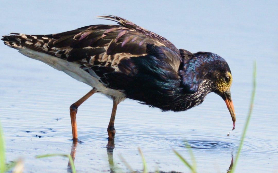 Brushane | Ruff | Philomachus pugnax