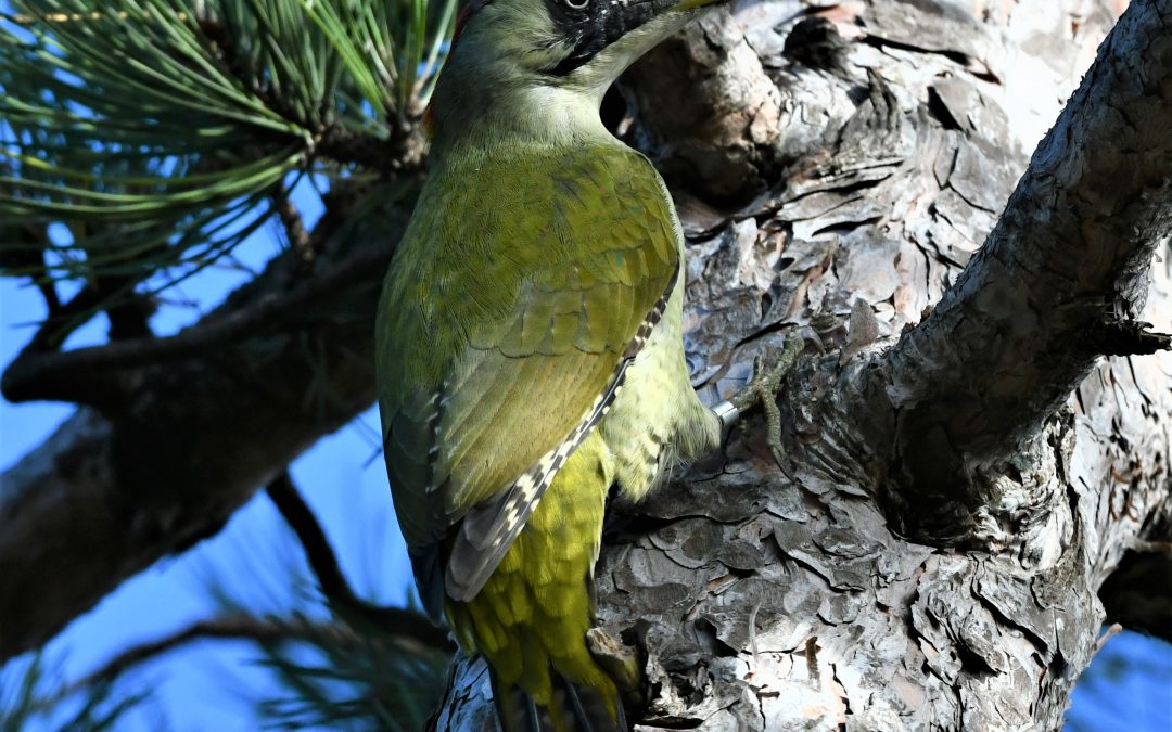 Gröngöling | European Green Woodpecker | Picus viridis
