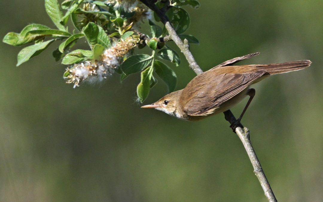 Rörsångare | European Reed Warbler | Acrocephalus scirpaceus