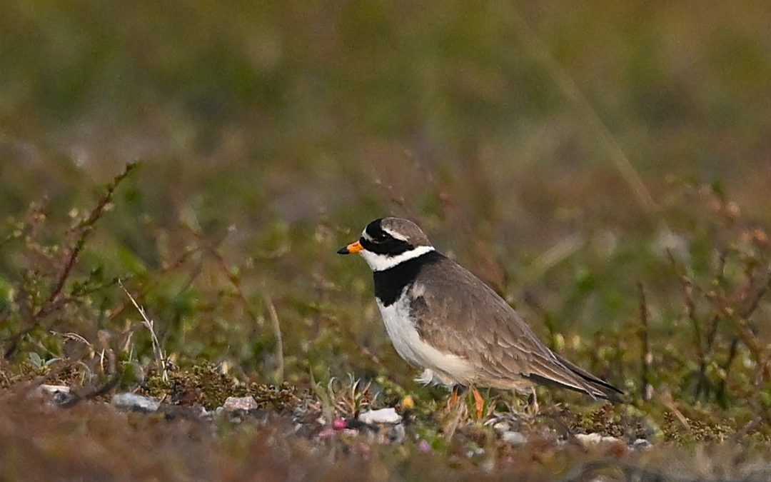 Större strandpipare | Common Ringed Plover | Charadrius hiaticula