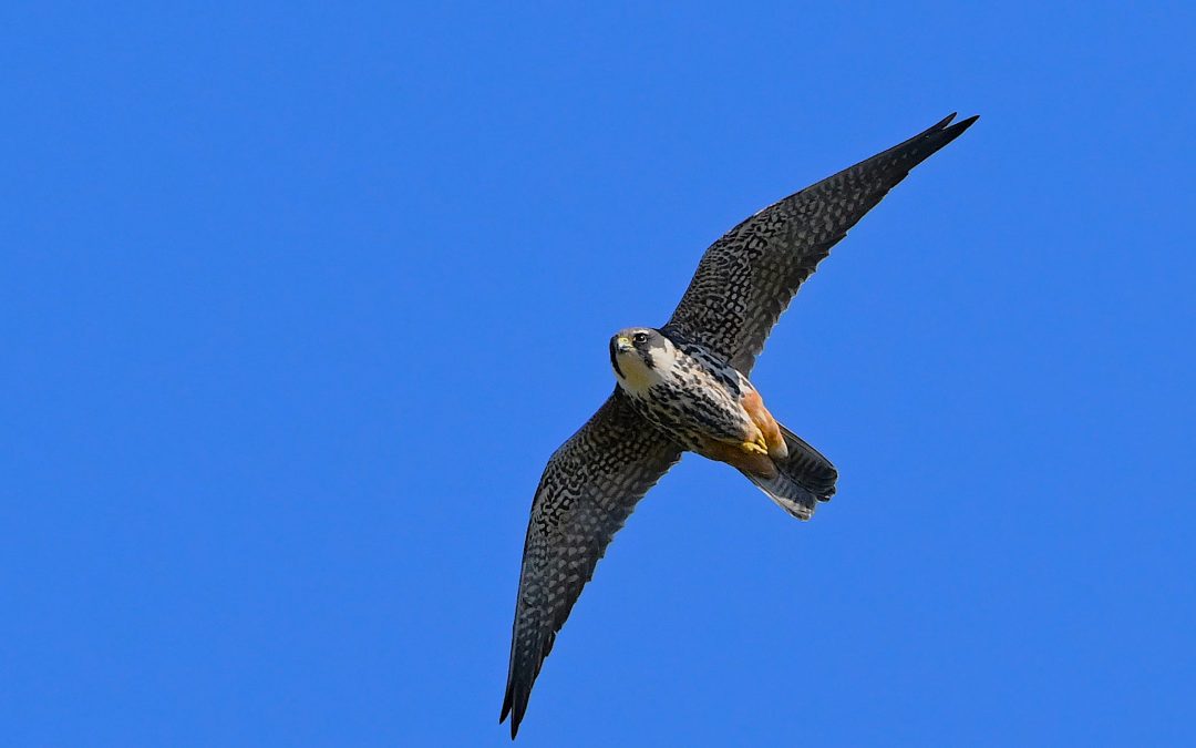 Lärkfalk | Eurasian Hobby | Falco subbuteo