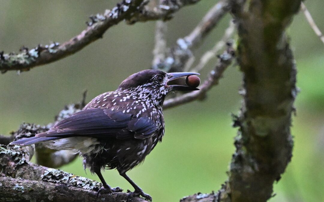 Nötkråka | Spotted Nutcracker | Nucifraga caryocatactes