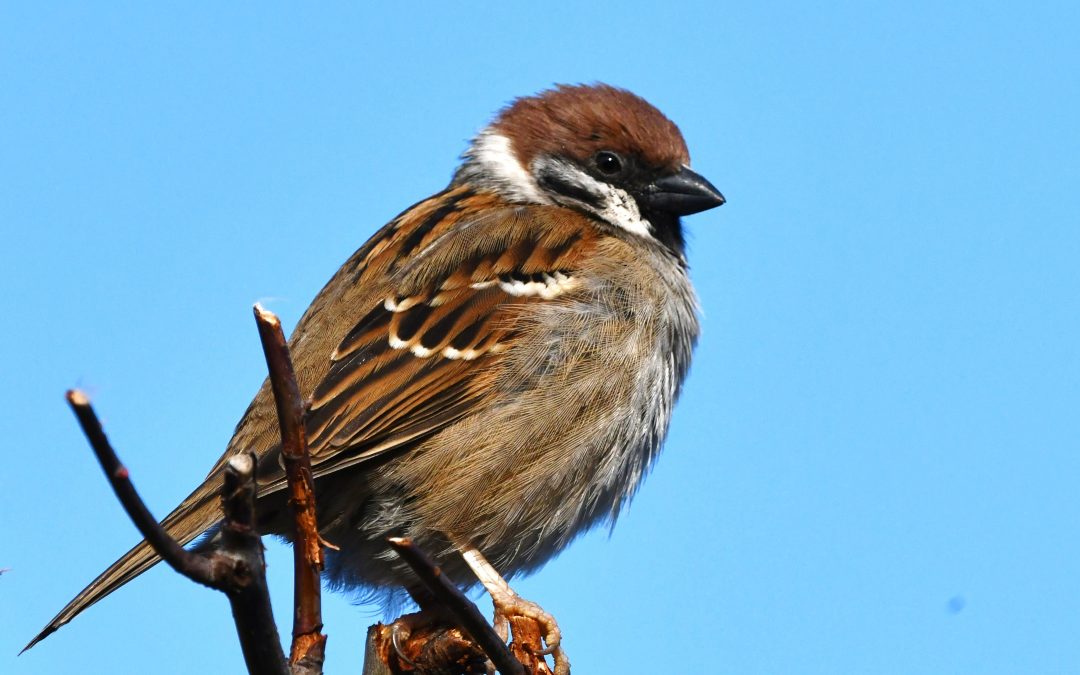 Pilfink | Eurasian Tree Sparrow | Passer montanus
