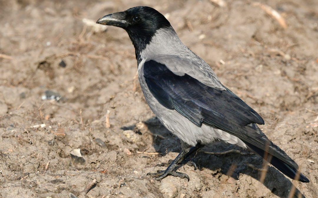 Kråka | Hooded Crow | Corvus cornix