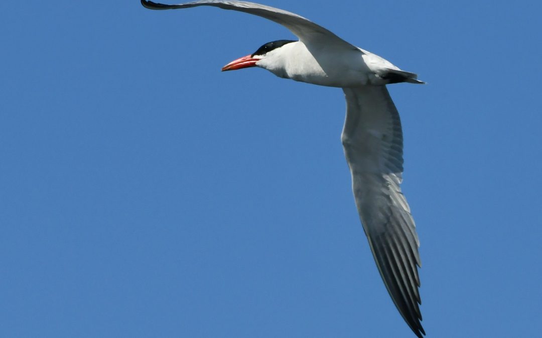 Skräntärna | Caspian Tern | Hydroprogne caspia