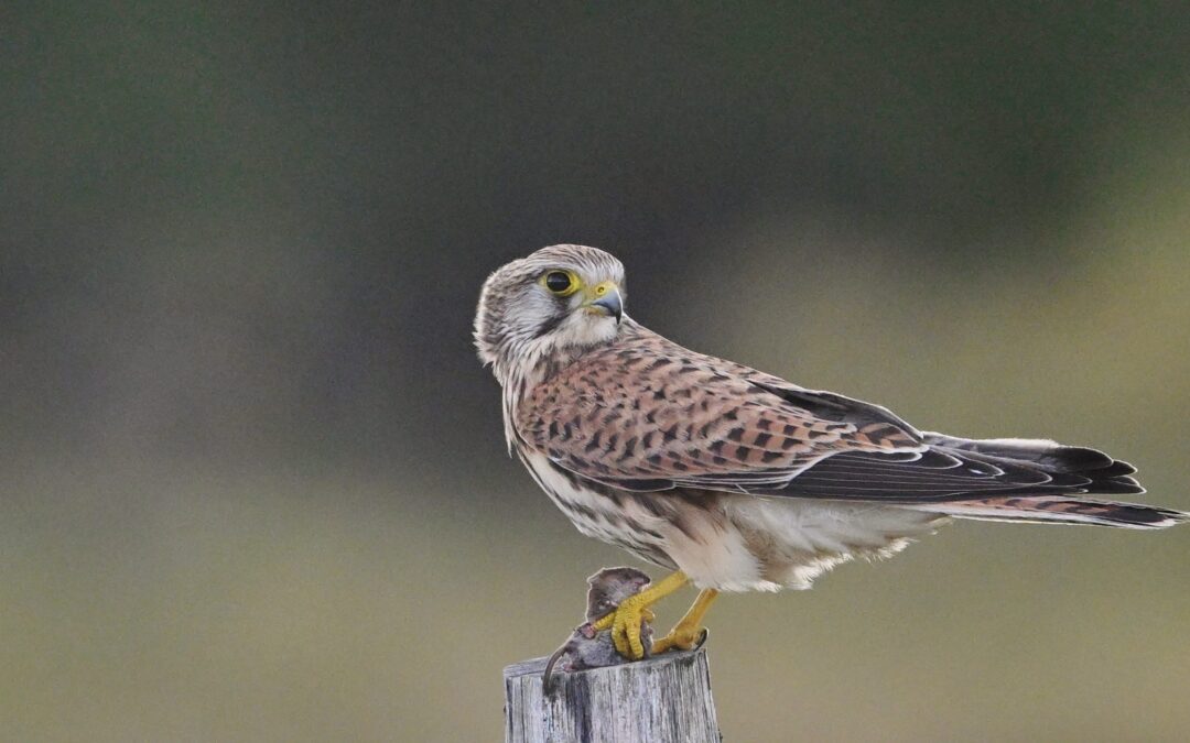 Tornfalk | Common Kestrel | Falco tinnunculus
