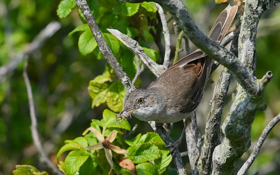 Törnsångare | Common Whitethroat | Sylvia communis