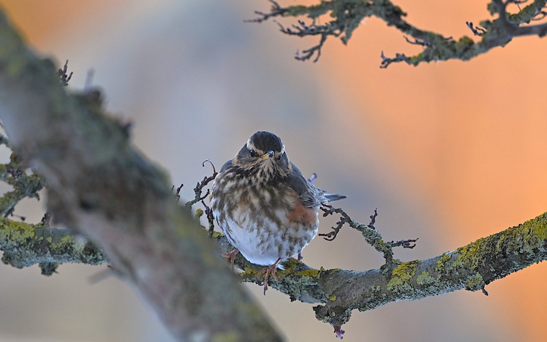Rödvingetrast | Redwing | Turdus illiacus