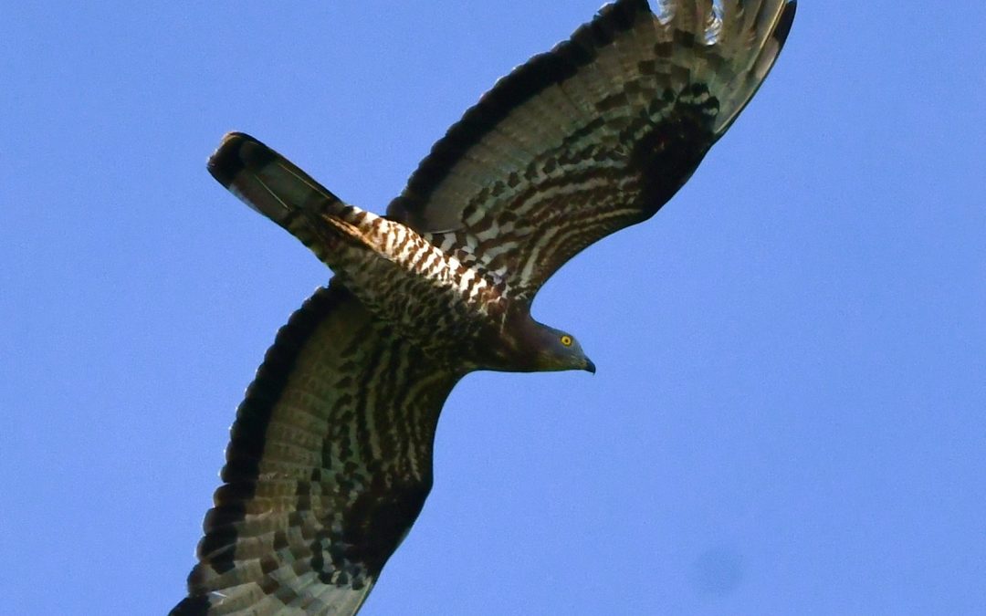 Bivråk | European Honey Buzzard | Pernis apivorus