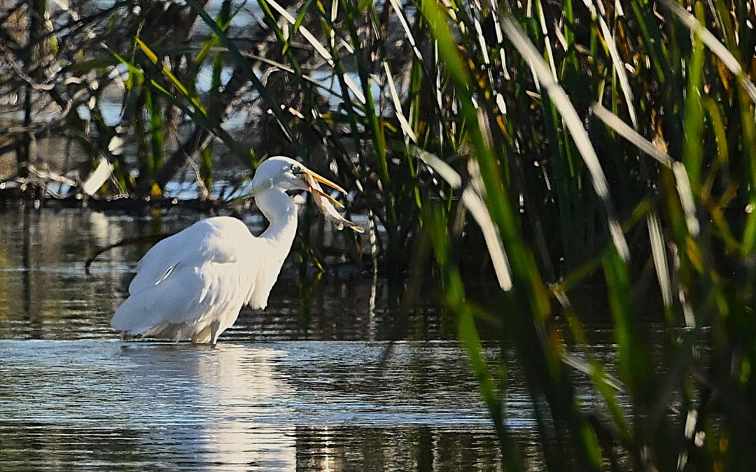 Ägretthäger | Great Egret | Casmerodius albus