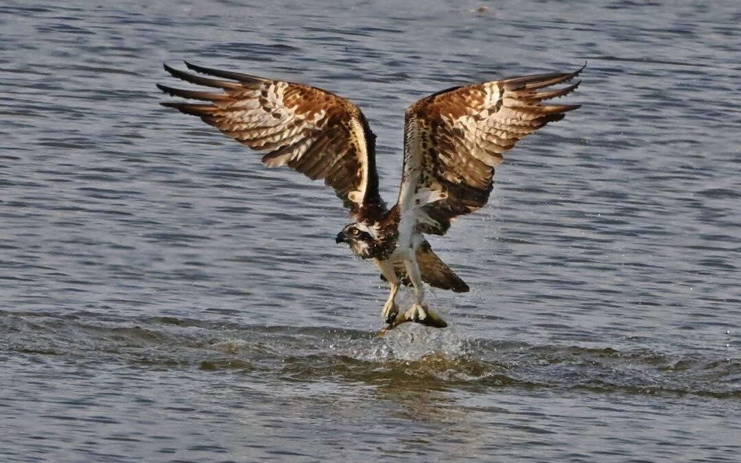 Fiskgjuse | Osprey | Pandion Haliaetus