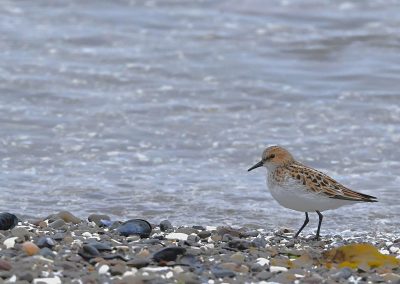 Småsnäppa | Little Stint | Calidris minuta