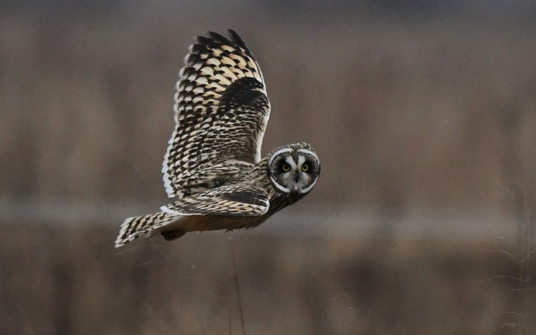 Jorduggla | Short-eared Owl | Asio flammeus